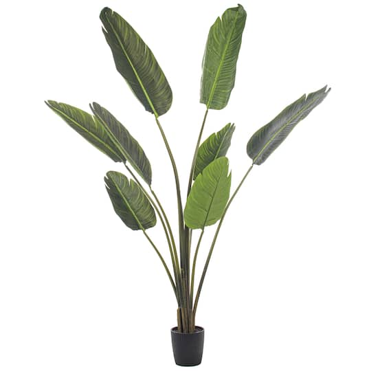 5ft. Potted Travellers Palm Tree